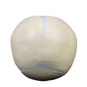 Modelo de calavera Fetal para enseñanza médica, esqueleto de plástico PVC, modelo de 3 piezas, mandíbula móvil, Cráneo de bebé - Product Image 3