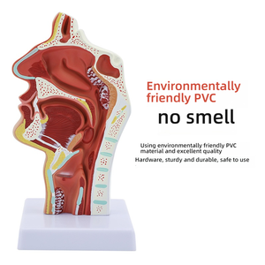 Mô hình giải phẫu mũi cho cấu trúc vòm họng mũi họng đào tạo y tế Ent phần sagittal của mũi miệng - Product Image 2