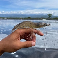 Bâche géomembrane HDPE pour bassin, biodigesteur et aquaculture, anti-infiltration, prix compétitif
