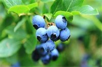 100% Natuurlijke Gevriesdroogde Bosbessenpoeder Cake Bulkverpakking Zoet Fruit Smaakt Zoet En Verfrissend