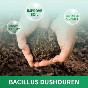 Engrais Microbien à Base de Bacillus Subtilis≥200B UFC/g, Probiotiques Anti-Parasites du Sol pour la Culture de Légumes et de Fruits - Product Image 5