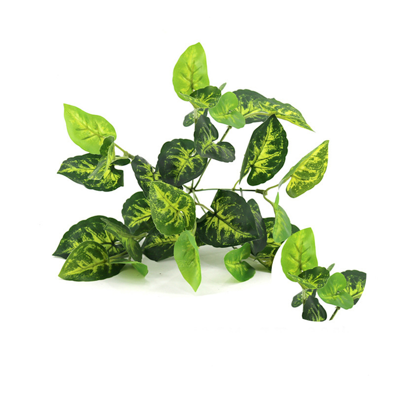 Green Caladium Leaf