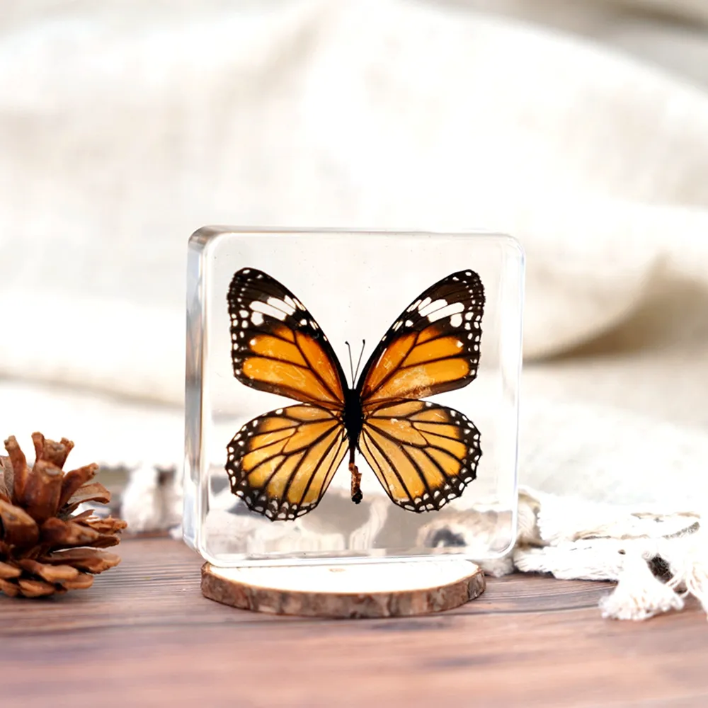Bester Verkauf Real Butterfly Taxidermy Resin Probe Getrocknetes Insekt Eingebettete Kristall acryl harz proben für die Anzeige