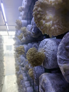 Contenedor de Cultivo Hidropónico para Hongos Hezhou HM-40FT de 40 Pies, Sistema Inteligente de Alto Rendimiento y Ahorro de Energía, Certificado ISO9001 para Granjas - Product Image 3