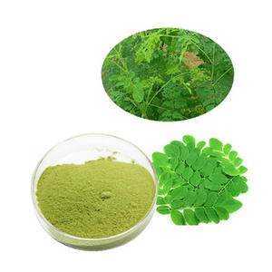 Cantidad a granel de polvo de hoja de Moringa Extra especial/tableta y extracto de hoja de Moringa 10:1 hecho en La India para suplementos de salud - Product Image 2
