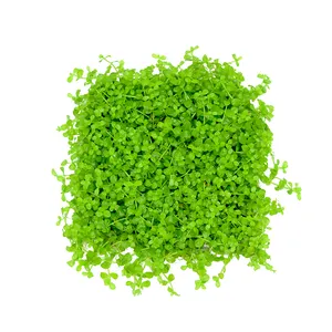 Aquarium water grass seed fish tank landscaping germinate fast Fish tank seeds Aquarium seed