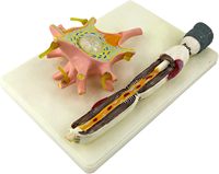 Modelo de aumento de neuronas Cuerpo de células neuronales y modelo de estructura de fibra nerviosa Enseñanza médica para el estudio Modelo de enseñanza de ciencias