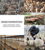Poudre de champignons shiitake biologiques UE
