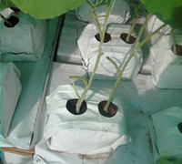 Sacs de culture intérieure organique et secs, 24 pièces, emballages utiles pour la croissance de fruits de Coco
