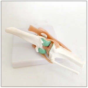 Hueso de perro, modelo de ligamento de perro, modelo de enseñanza veterinaria para mascotas - Product Image 6