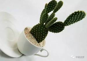 Hot bán cây xương rồng chiết xuất opuntia ficus-indica chiết xuất - Product Image 6
