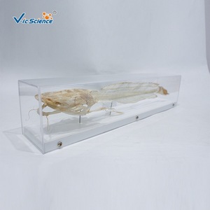 Especímen de esqueleto anatómico de bagre, espelemaquita completa de pez de agua dulce, material didáctico para la educación en biología y - Product Image 2
