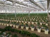 Serre Agricole Commerciale en Verre - Serre Intelligente Multi-Span pour la Culture de Légumes/Fleurs