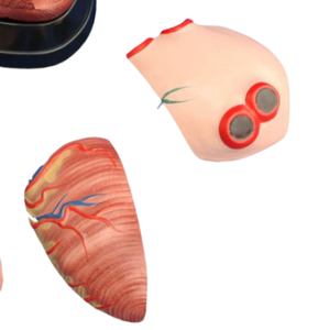 Modelo de Corazón Jumbo de Estilo Nuevo ADA ADA-307C/ADA-307D para Enseñanza Anatómica, Demostración de Enfermedades, Herramienta de Enseñanza Médica - Product Image 6