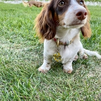 Etiqueta de identificación de nombre personalizado para perros y gatos, etiquetas de identificación de mascotas con código QR de Metal de aleación de Zinc de esmalte suave en blanco