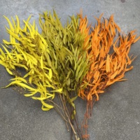 Bunga Abadi Tahan Lama Daun Eucalyptus Kering Asli Eucalyptus Exotica yang Diawetkan untuk Dekorasi Natal dan Thanksgiving