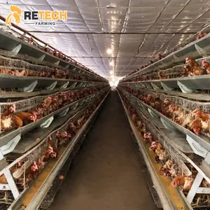 Macchina per allevamento di polli con gabbia a strati di uova per galline ovaiole