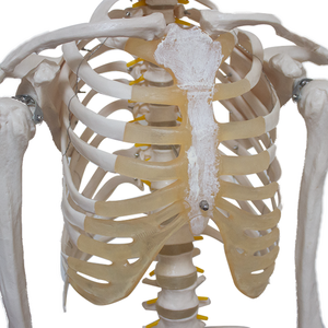 Khoa học y tế Mô hình bộ xương người Mô hình giải phẫu cao cấp cho giáo dục và Đào tạo - Product Image 3