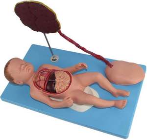 Placental tali Umbilical dan janin terlampir Model Viscera Neonatal anatomi bayi baru lahir tali plasenta umbilikal Model - Product Image 2