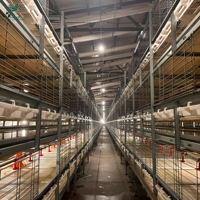 Équipement d'élevage avicole : Cage à poulets de chair en batterie de type H à récolte automatique pour poulailler industriel à grande échelle