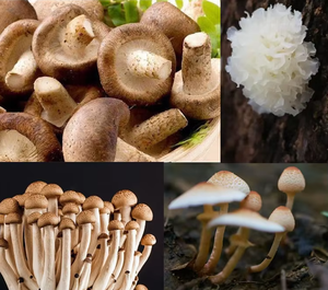 Suplemen Imunitas Kompleks Jamur Lions Mane, Rumput Laut, dan Shilajit Herbal Ausreson, Ekstrak Lions Mane Organik dalam Kapsul - Product Image 5