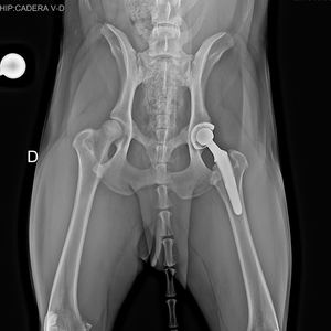 ข้อต่อสะโพกเทียมสัตวแพทย์ชุดเครื่องมืออะไหล่4 #-10 # - Product Image 4