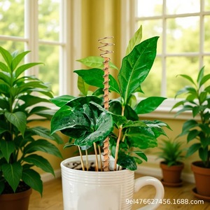 Gardening Plant Support Stakes Bronze Spiral Metal 6Pcs With 3 <b>Small</b> <b>Tools</b> For Home Gardening - Product Image 2