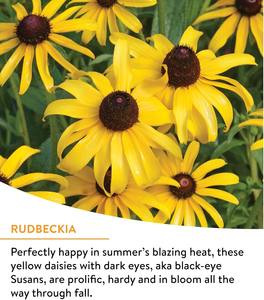 ดอกไม้ป่า Burpee 25,000 1ถุงผสมเกสรดอกไม้สำหรับสวนผสมเกสร18ชนิดไม่ใช่จีเอ็มโอ - Product Image 3