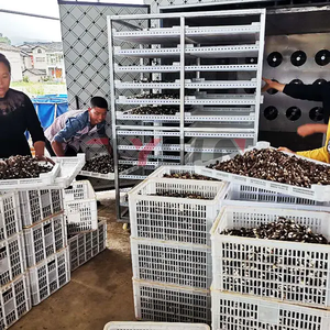 Mushroom <b>drying</b> <b>equipment</b> Industrial Mushroom <b>Drying</b> <b>Equipment</b> with PLC Control System for Dehydrating Fresh mushroom - Product Image 1