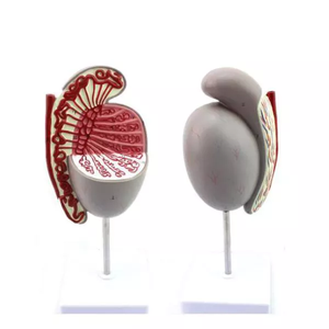 Modello Anatomico Didattico di Testicolo Umano per l'Educazione Medica, Modello di Testicolo Ingrandito - Product Image 6