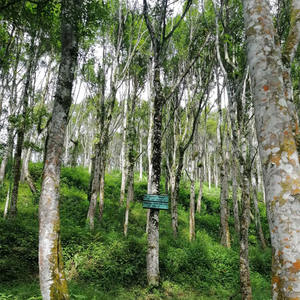 Quantité en vrac bois d'agar encens Oud parfum en gros 100% copeaux de bois naturel Oud - Product Image 3