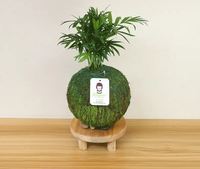 Sansevieria Moonlight Kokedama dengan lumut bola gantung kondisi