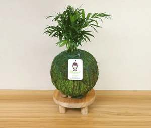 <span class=keywords><strong>Sansevieria</strong></span> Moonlight Kokedama con condición colgante de bola de musgo - Product Image 3