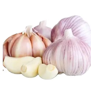 Wholesale new fresh garlic supplier normal white garlic