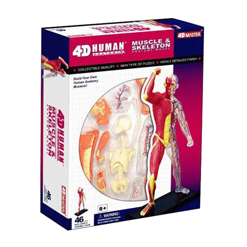 4D Master 46 Parts Human Muscle Anatomy Model Toy for Kids - Eco