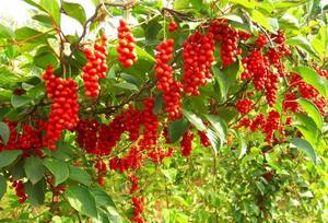 Natural Organic Schisandra Chinensis Berry <strong>Extract</strong> Powder Schisandra <strong>Extract</strong> 3% Schisandrins B - Product Image 5