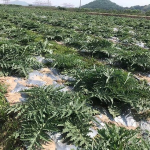 Phim phủ gốc phân hủy sinh học Ridge Biodegradable Mulching Film của nhà sản xuất Garden Bee Black Silver dùng cho nông nghiệp - Product Image 2