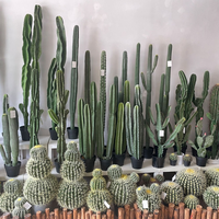 Vente chaude cactus, boules de cactus, bonsaï tropical ornemental