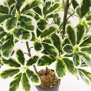 ต้นเชฟเฟลร่าอาร์โบริโคลาเทียม 75 ซม. ผลิตจากพลาสติกคุณภาพสูง เป็นมิตรกับสิ่งแวดล้อม เหมาะสำหรับตกแต่งบ้านและสวนในเทศกาลอีสเตอร์ - Product Image 2