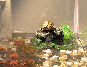 Plataforma <span class=keywords><strong>de</strong></span> Descanso para Tortugas, <span class=keywords><strong>Ranas</strong></span>, Salamandras y Reptiles <span class=keywords><strong>de</strong></span> <span class=keywords><strong>Acuario</strong></span> - Product Image 2