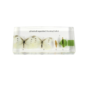 Ciclo de vida del espécimen incrustado de resina de mariposa repollo para enseñanza - Product Image 3