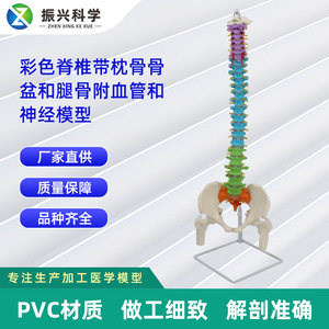 Modelo coloreado del arco espinal, hueso occipital, pelvis y huesos de las piernas, incluyendo vasos sanguíneos y nervios adjuntos; humano - Product Image 5