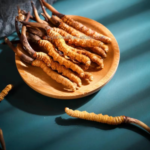 卸売野生生コーダイセプス菌糸凍結乾燥ティエン有機複合体コーダイセプスMilitaris - Product Image 2