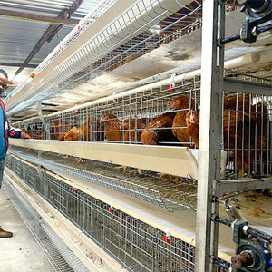 Sistema di Gabbie per Galline Ovaiole in Vendita, Capacità 96/120/128/160 Uccelli, Gabbie Tipo H RTL per Allevamento Avicolo - Product Image 6