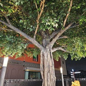 Banyan artificiel décoratif avec des colonnes enveloppées - Product Image 2
