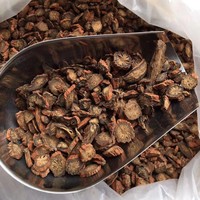 Salvia Miltiorrhiza (Dan Shen) sans soufre, 100 % pure, séchée, herbe chinoise brute d'Anhui Bozhou Zhouhetang - Durée de conservation de 24 mois
