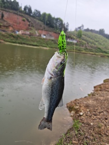 Proto <span class=keywords><strong>Frog</strong></span> Esca Artificiale Morbida in PVC 55mm Topwater per la Pesca al Bass in Lago/Fiume/Margine di Torrente con Ami - Product Image 5