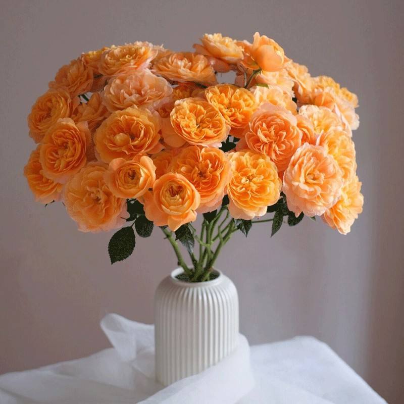 ระเบียงน้ำผลไม้ (ประโยชน์ของวันนี้)