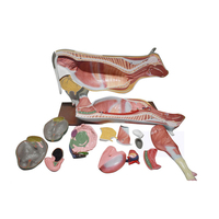 Modèle d'anatomie animale (chien, chat, cheval, vache) pour l'acupuncture et l'anatomie squelettique, en PVC lavable, pour l'enseignement médical