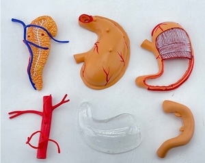 Enseignement médical Modèle d'organe humain Modèle d'anatomie <span class=keywords><strong>de</strong></span> structure d'<span class=keywords><strong>estomac</strong></span> assemblé en 4D Modèle d'anatomie <span class=keywords><strong>de</strong></span> <span class=keywords><strong>l</strong></span>'<span class=keywords><strong>estomac</strong></span> - Product Image 5